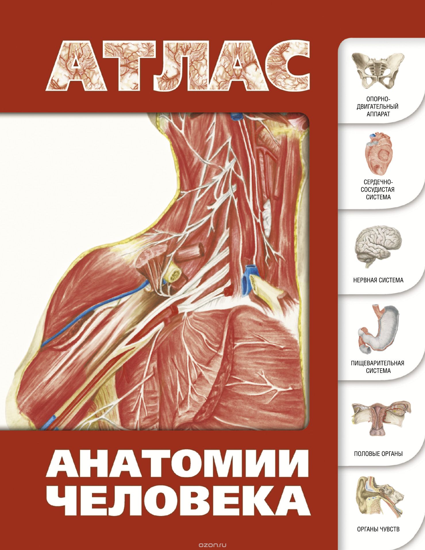 Скачать книгу "Атлас анатомии человека, С. С. Левкин"